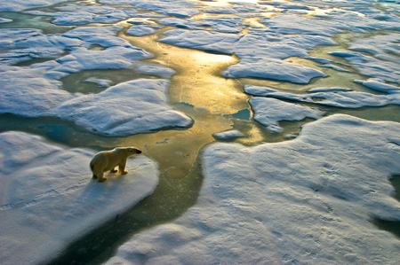 arctic