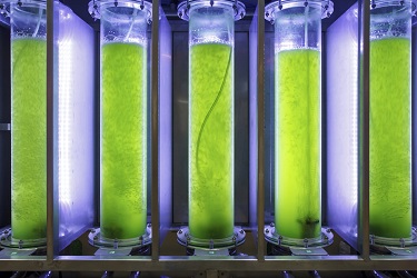 ALGAE